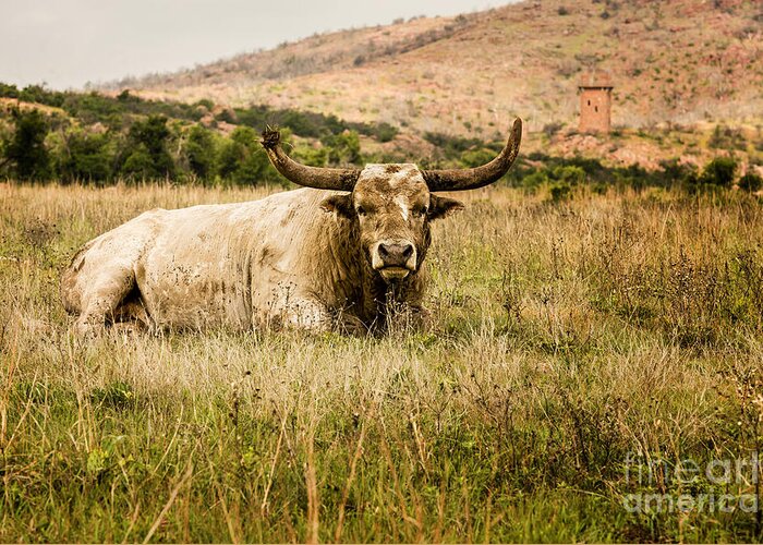 tamyra Ayles Greeting Card featuring the photograph Bull Longhorn by Tamyra Ayles