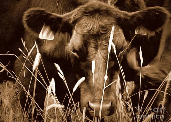 Cow Greeting Card featuring the photograph Bull - Sepia Brown Black Angus by Janine Riley