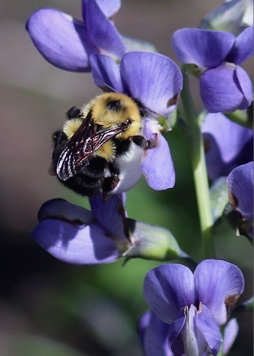 Bumble Bee Greeting Card featuring the photograph Bumble Bee, Blue Indigo by Sarah Lilja