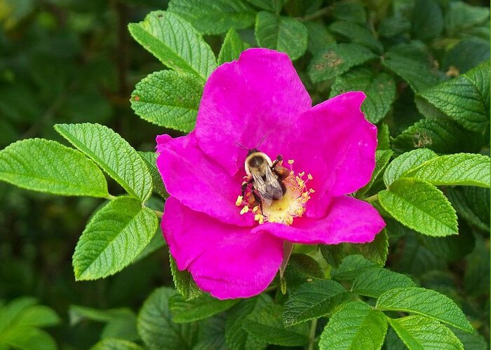 Bumble Bee On A Wild Rose Greeting Card featuring the photograph Bumble Bee On A Wild Rose by Joy Nichols