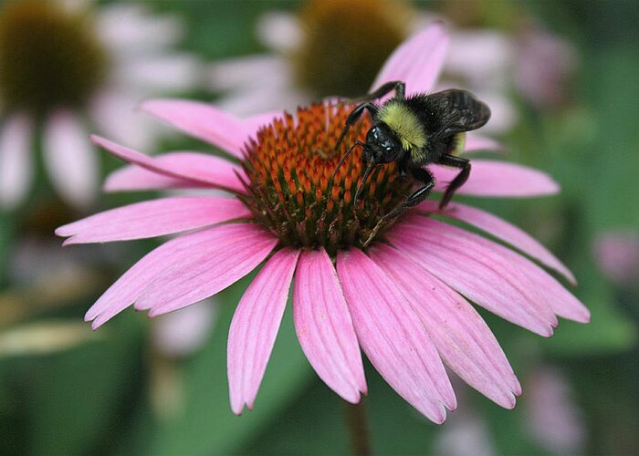 Nature Greeting Card featuring the photograph Bumble Bee on Pink Coneflower by Sheila Brown