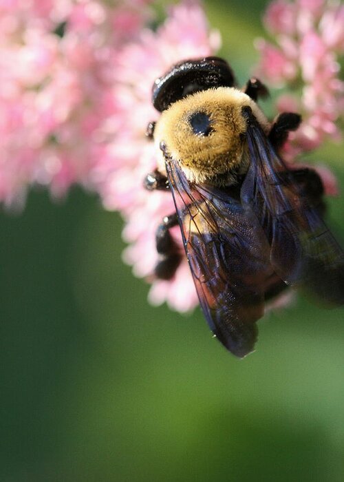 Bee Greeting Card featuring the photograph Bumble from Above by Angela Rath