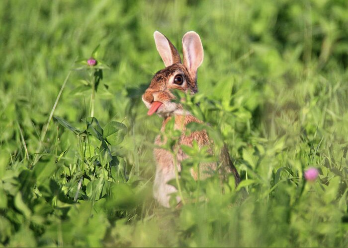 Rabbit Greeting Card featuring the photograph Bunny Tongue out by Brook Burling