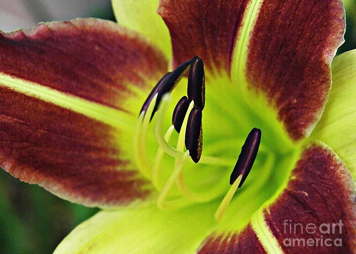 Lily Greeting Card featuring the photograph Burgundy and Yellow Lily by Sarah Loft