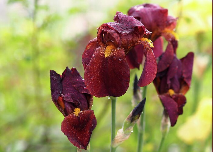 Iris Greeting Card featuring the photograph Burgundy Bearded Irises in the Rain by Rona Black