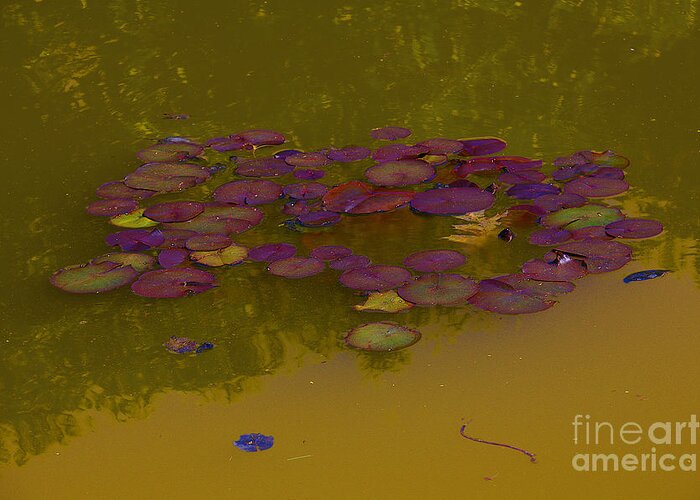 Burgundy Lily Pads Greeting Card featuring the photograph Burgundy Lily Pads, copper water by David Frederick