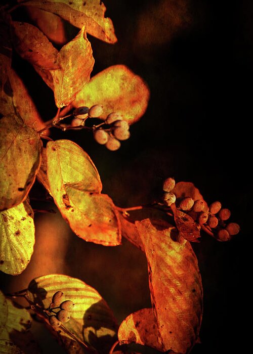 Burnt Greeting Card featuring the photograph Burnt Autumn Berries 6043 H_3 by Steven Ward