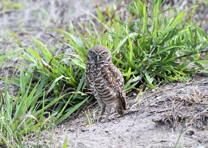 Burrowing Owl Greeting Card featuring the photograph Burrowing Owl by David Barker