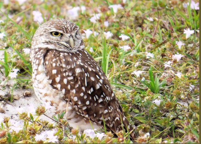Owl Greeting Card featuring the photograph Burrowing Owl in Nature by Rosalie Scanlon