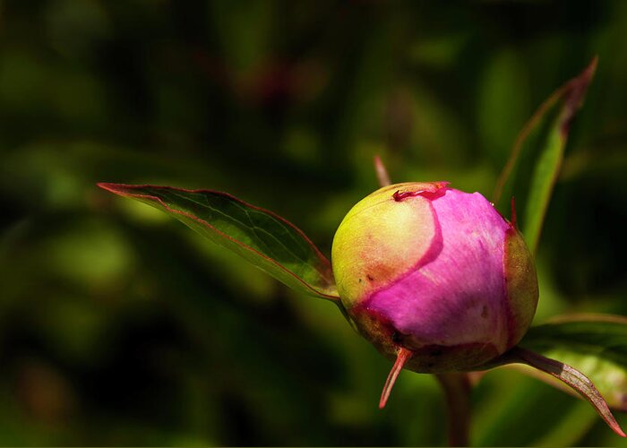 Peony Greeting Card featuring the photograph Busting Out by John Roach