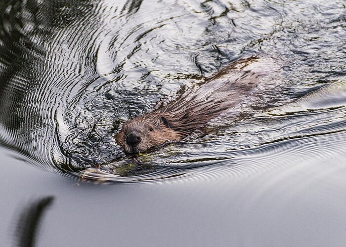 Beaver Greeting Card featuring the photograph Busy by Alex Lapidus