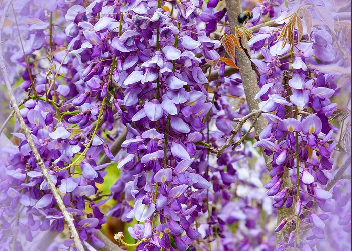 Busy Bee In Wisteria Flowers Greeting Card featuring the photograph Busy Bee in Wisteria Flowers by Michelle Constantine