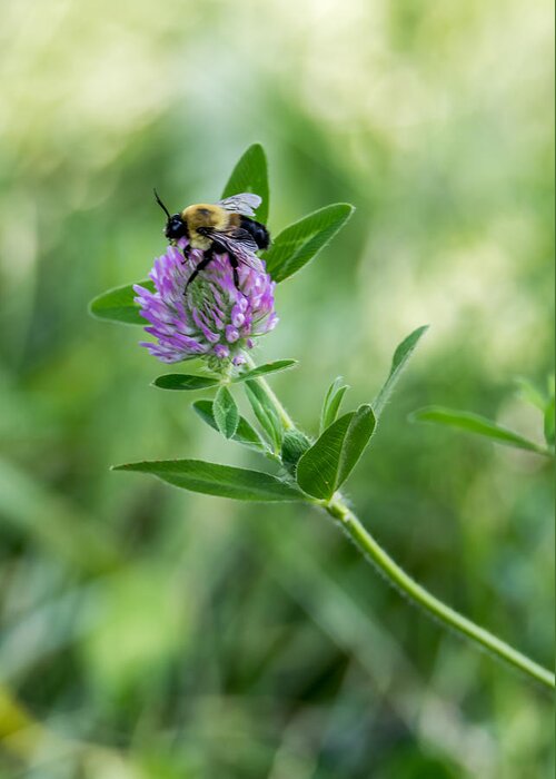 Bee Greeting Card featuring the photograph Busy Bee by Holden The Moment