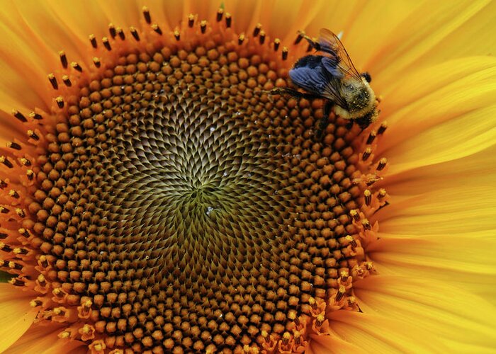 Floral Greeting Card featuring the photograph Busy Bee by Mike Martin