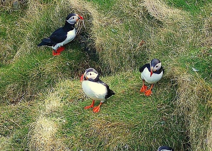 Puffins Greeting Card featuring the photograph Busy by HweeYen Ong
