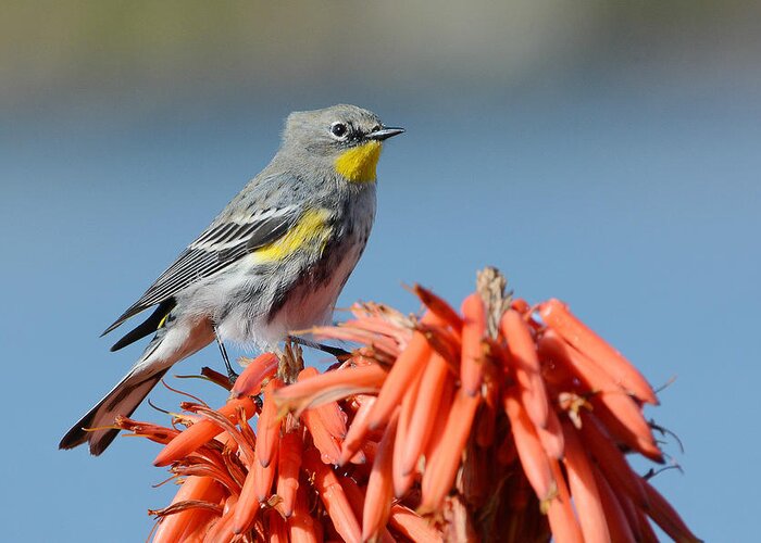 Yellow-rumped Warbler Greeting Card featuring the photograph Butter Butt by Fraida Gutovich