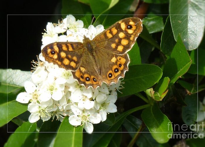 Beautiful Greeting Card featuring the photograph Butterfly 1 by Jean Bernard Roussilhe