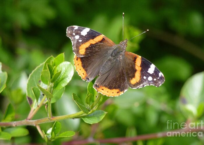 Beautiful Greeting Card featuring the photograph Butterfly 10 by Jean Bernard Roussilhe