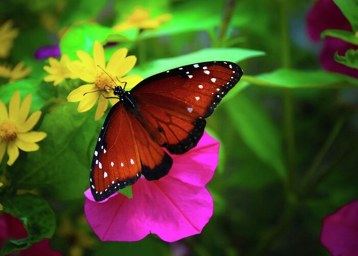 Butterfly Greeting Card featuring the photograph Butterfly 2 by Tony HUTSON