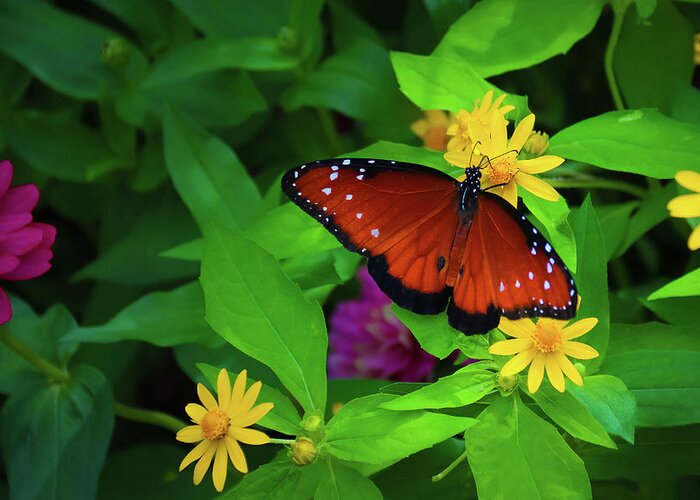 Butterfly Greeting Card featuring the photograph Butterfly 4 by Tony HUTSON