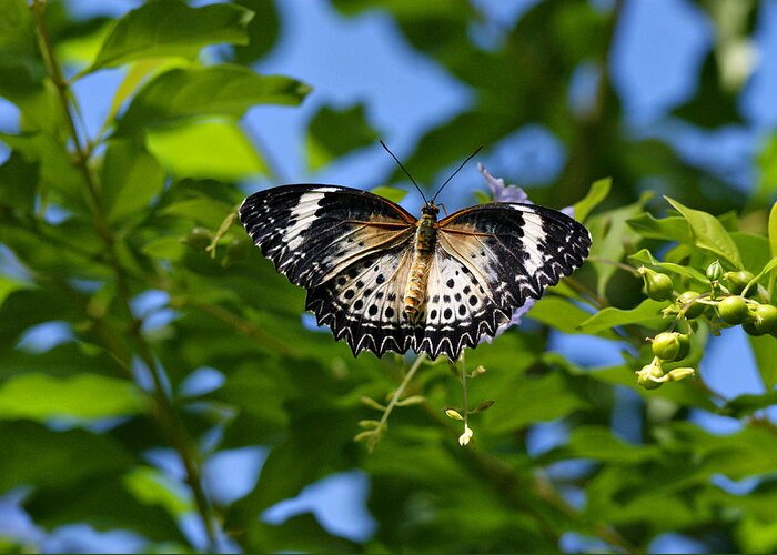 Butterfly Greeting Card featuring the photograph Butterfly and Blue Sky by Sandy Keeton