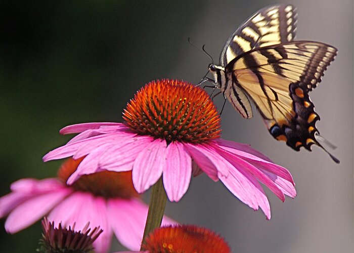 Tiger Swallowtail Butterfly Greeting Card featuring the photograph Butterfly and Coneflower by Byron Varvarigos