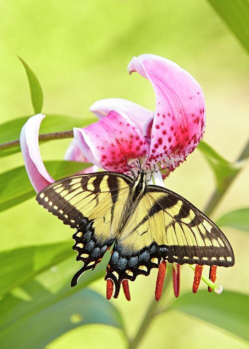 Butterfly Greeting Card featuring the photograph Butterfly and Lily by Garden Gate