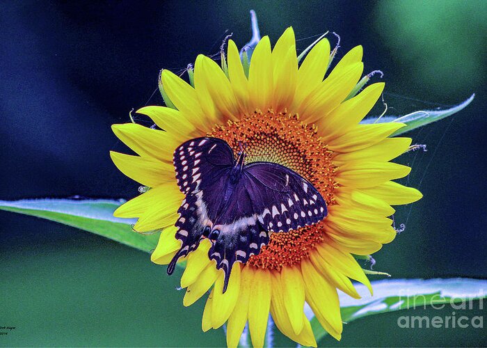 Nature Greeting Card featuring the photograph Butterfly and Sunflower - Natures Delights by DB Hayes