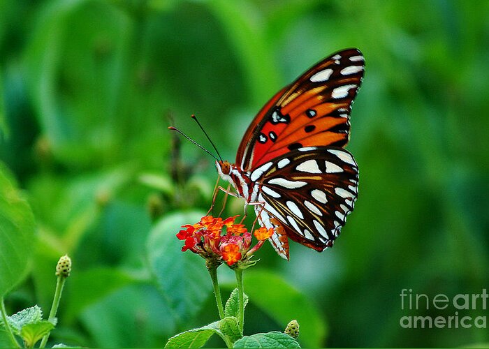 Butterfly Greeting Card featuring the photograph Butterfly Feeding on Lantana by DB Hayes