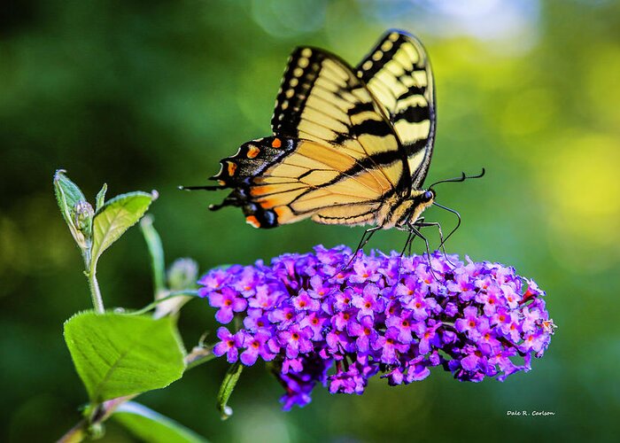 Butterfly Greeting Card featuring the photograph Butterfly Magic by Dale R Carlson