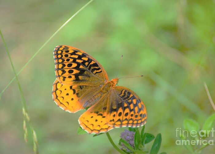 Butterfly Greeting Card featuring the photograph Butterfly by Merle Grenz