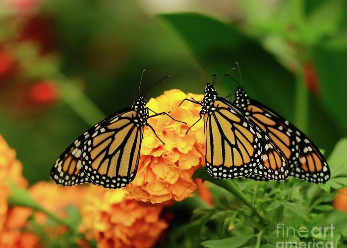 Butterfly Monarchs Greeting Card featuring the photograph Butterfly Monarchs on Mums by Luana K Perez