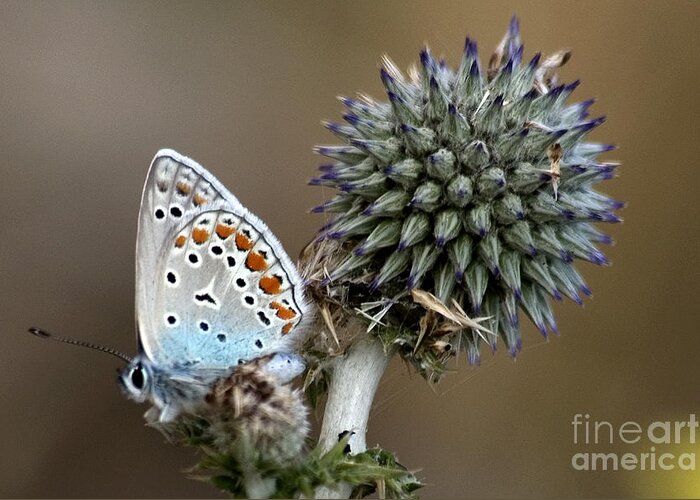Butterfly Greeting Card featuring the photograph butterfly on a Echinops adenocaulon by Nahum Budin