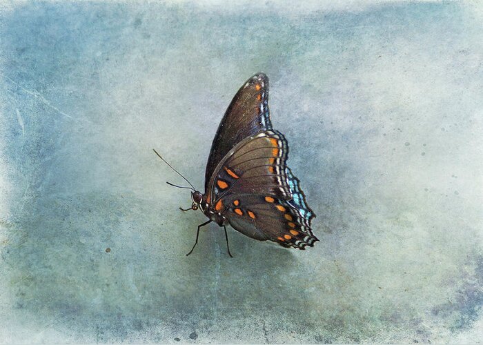 Butterfly Greeting Card featuring the photograph Butterfly on Blue by Sandy Keeton