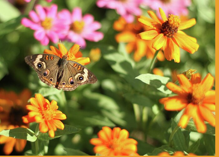 Nature Greeting Card featuring the photograph Butterfly on bright flowers by Karen Ruhl