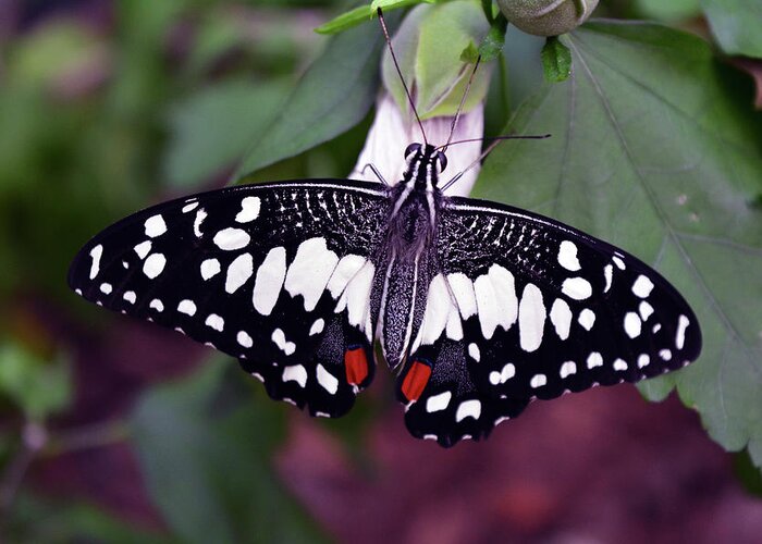 Butterfly on green leaves with black wings with white and red spots Greeting by Oana Unciuleanu