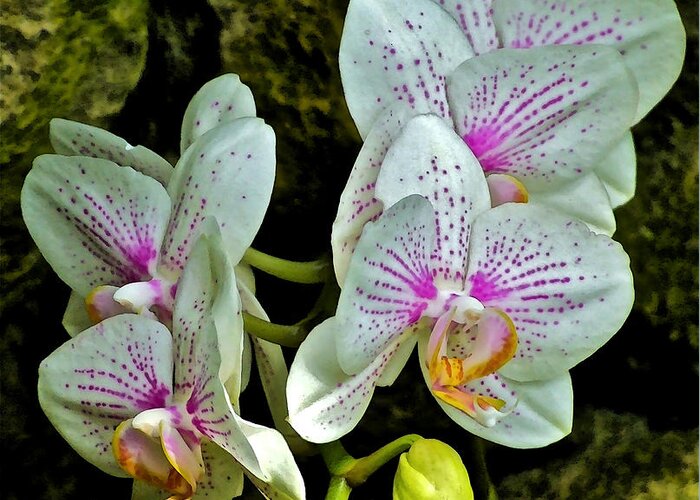 Orchids Greeting Card featuring the photograph Butterfly Orchids by Janis Senungetuk