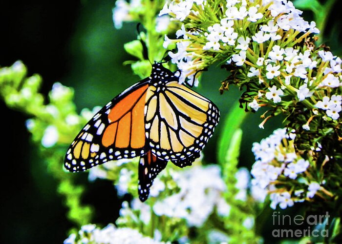 Butterfly Greeting Card featuring the photograph Butterfly2 by Gerald Kloss