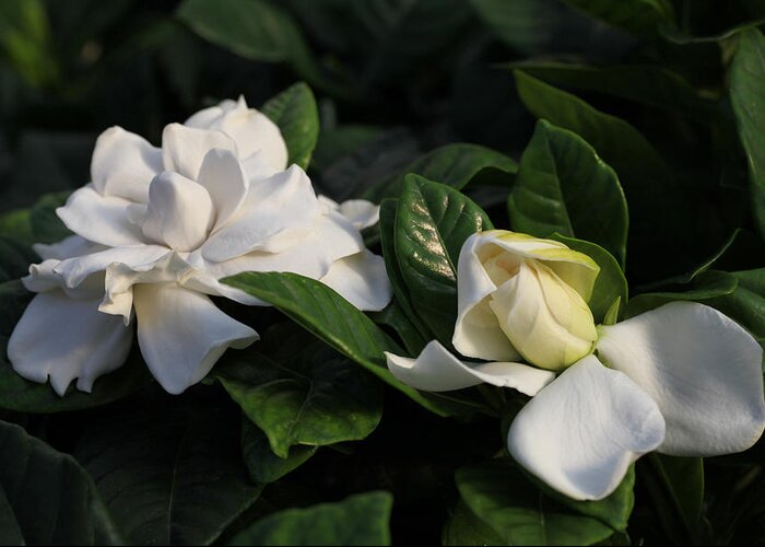 Gardenia Greeting Card featuring the photograph Buttermint Gardenia by Tammy Pool