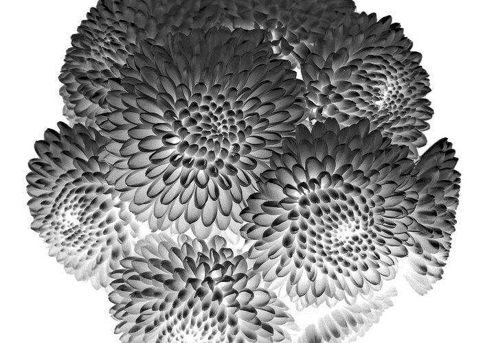 Decorative Greeting Card featuring the photograph Buttons Chrysanthemums Black and White by Lily Malor