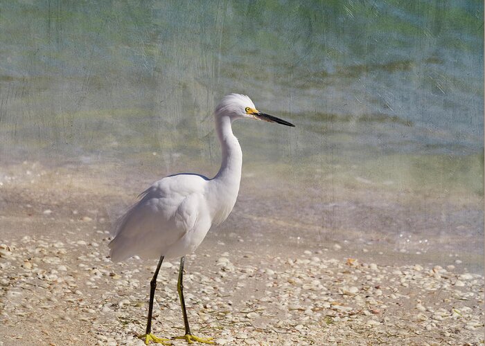 Egret Greeting Card featuring the photograph By The Sea by Kim Hojnacki