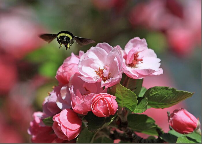 Bumblebee Greeting Card featuring the photograph Bye-Bye by Donna Kennedy