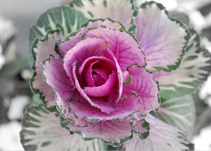 Cabbage Greeting Card featuring the photograph Cabbage Flower by Terence Davis