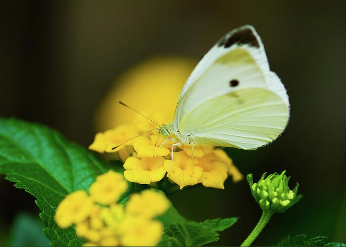 Cabbage White Butterflies Greeting Card featuring the photograph Cabbage White Butterfly by Betty LaRue