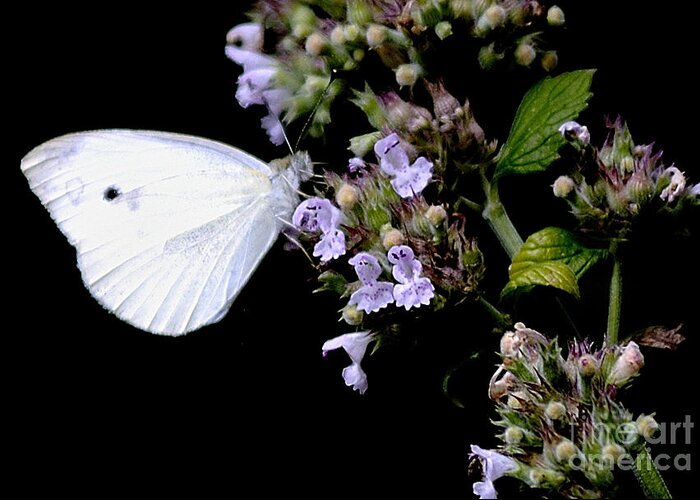 Cabbage White Greeting Card featuring the photograph Cabbage White on Catnip by Randy Bodkins