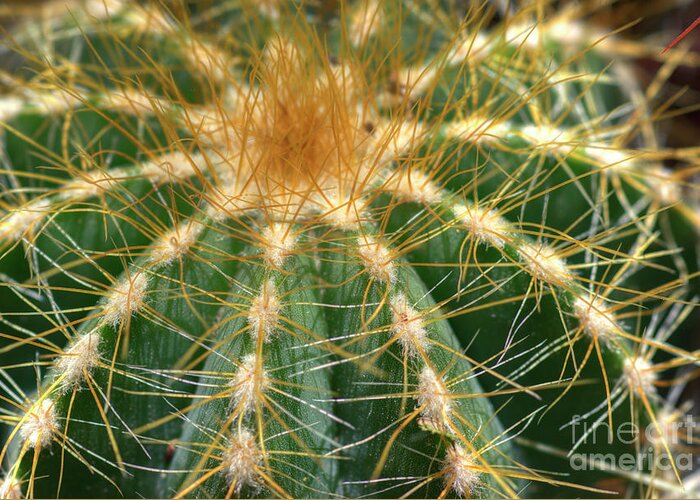Cactus Greeting Card featuring the photograph Cactus 2 by Jim And Emily Bush