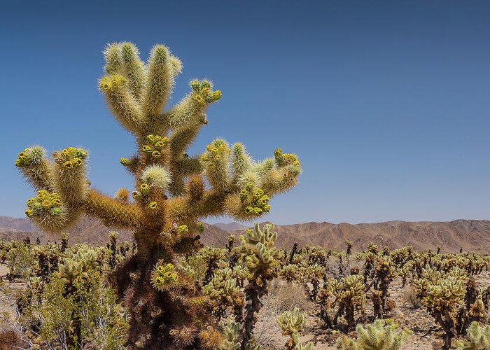 California Greeting Card featuring the photograph Cactus Alert by David Downs