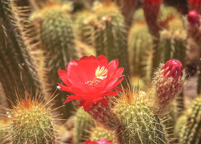 Cactus Greeting Card featuring the photograph Cactus bloom by Darrell Foster