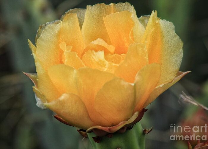 Cactus Flower Greeting Card featuring the photograph Cactus Flower 2016  by Toma Caul