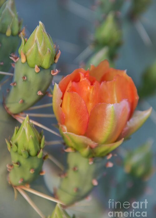 Flower Greeting Card featuring the photograph Cactus Flower and Buds by Amy Sorvillo